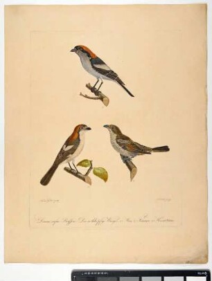 Lanius rufus. Brissin. Der rothköpfige Würger. 1. Mas, 2. Femina, 3. Hornotinus. - mas. fem. juv. - Zeichner: Ambrosius Gabler; Stecher: Johann Carl Bock