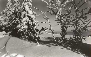 Altenberg. Blick zum Fremdenheim "Sonnenhof", oberhalb vom Neuen Raupennest