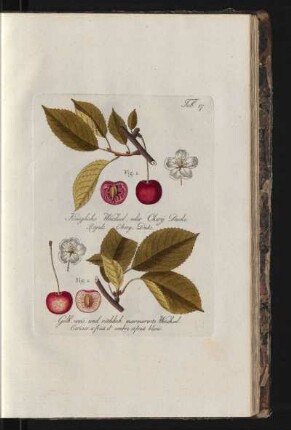 Tab. 17