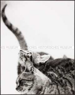 Zwei Katzen, eine schaut nach oben (Altersgruppe 18-21)