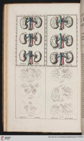 Explicatio tabularum & figurarum anatomicarum ad opuscula anatomica pertinentium