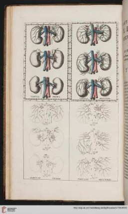 Explicatio tabularum & figurarum anatomicarum ad opuscula anatomica pertinentium