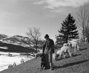 Tiere. Schäfer mit Hund und weidende Schafe auf einer Gebirgsweide mit Restschnee