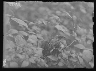 Kuckuck : Ausgeflogener Kuckuck (Cuculus canorus Linnaeus). Jungvogel.