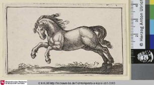 [Galoppierendes Pferd nach links; Horse Galloping to the Left]