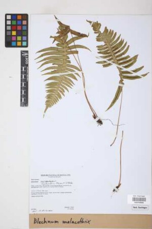 Blechnum malacothrix Maxon & C.V. Morton
