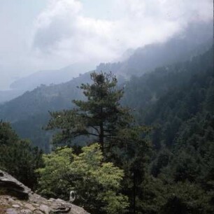 Thasos. Bergwald am Ypsarion : Thasos. Bergwald am Ypsarion, oberhalb von Potamiá