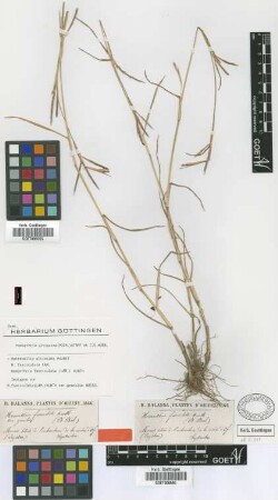 Hemarthria fasciculata (Lam.) Kunth var. Balansa gracilis[isotype]