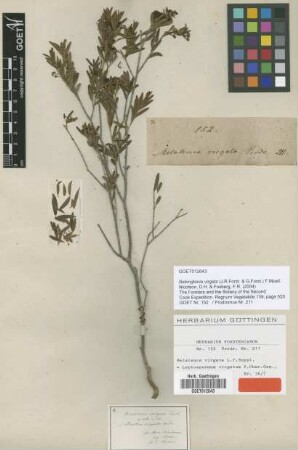 Leptospermum virgatum J.R.Forst. & G.Forst. [type]