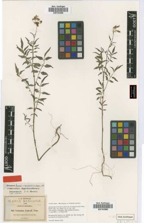Solanum jamesii Torr.