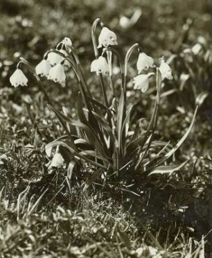 Märzenbecher (Leucojum vernum) im Polenztal