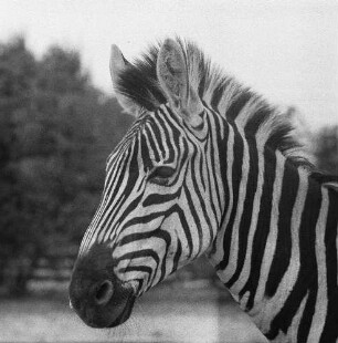 Zootiere. Zebra