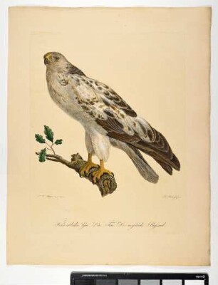 Falco albidus. Gm. Lin. Fem. Der weißliche Bußard. - Bussard. Weibchen. - Zeichner: Johann Mathias Hergenröder; Stecher: Johann Carl Bock