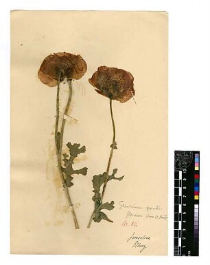 Papaveraceae Glaucium grandiflorum [Jerusalem, Yerushalayim, El Quds, Al-Quds, Al Quds, El Quds Esh Sherif, Al-Muqaddas, Jérusalem, Gerusalemme, Jerusalén, Aelia Capitolina, Colonia Aelia Capitolina, Hierosolyma, Urusalim, Jerusalem]