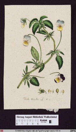 Viola tricolor (wildes Stiefmütterchen) mit Blättern, Frucht, Fruchtknoten, Staubgefäßen, Stempel und Blüte im Detail.
