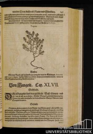 Cap. XLVII. Von Mangolt.