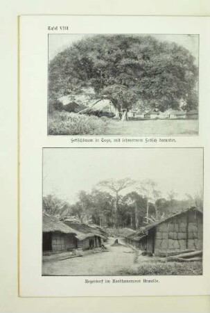 Fetischbaum in Togo