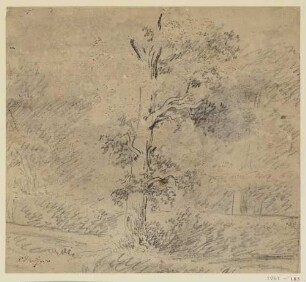 Alleinstehender Baum und Strauchwerk