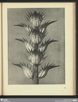 Acanthus mollis