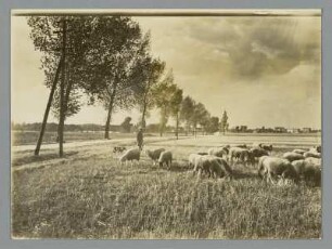 Markkleeberg. Szene mit Schäfer und Schafherde
