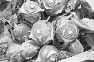 Kohlrabi in der Reihe "Tips der Verbraucherberatung"