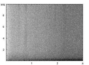 Mohrenschmalbock | Leptura aethiops - Stridulation