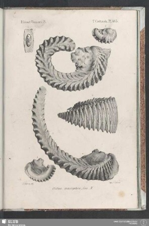 Pl. 465
