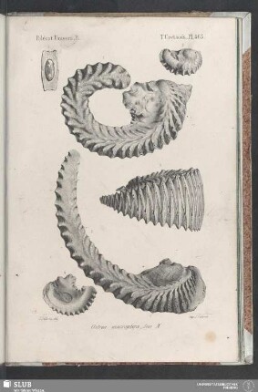 Pl. 465