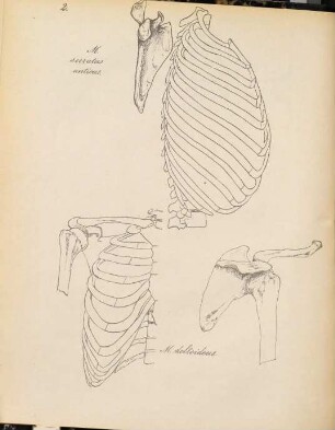 Skelettafeln zum Einzeichnen der Muskeln bei Vorlesungen über Myologie
