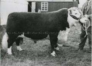 Prämierter Hereford-Bulle bei der Royal Agricultural Society's Show in Bristol (England)