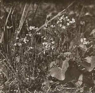 Cruciferen. Wiesen-Schaumkraut (Cardamine pratensis)