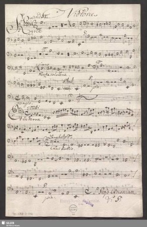 Violone