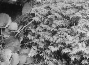 Etagenmoos : Etagenmoos (Hylocomium splendens Hedwig)