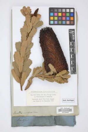 Banksia marcescens Brown