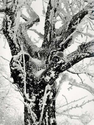 Baumstamm mit Raureif und Schnee