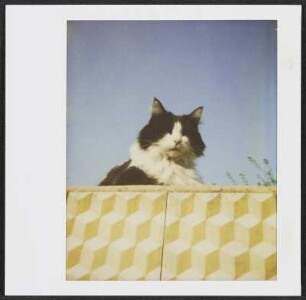 Siebecks Katze Frau Hoffmann in Puy-Saint-Martin
