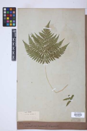Athyrium crenatum (Sommerf.) Rupr.
