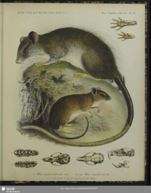 1 Mus musschenbroeki, Jent.; 2-10 Mus xanthurus, Gr.; 1-8 nat. Grösse, 9 und 10 circa 5fache nat. Grösse