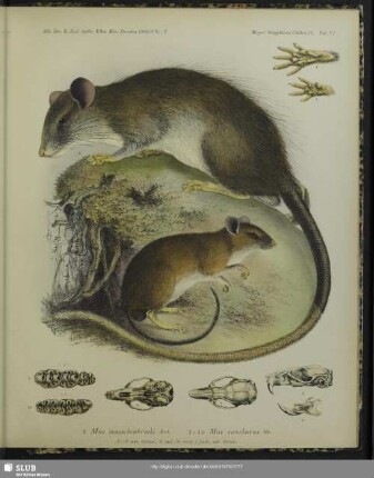 1 Mus musschenbroeki, Jent.; 2-10 Mus xanthurus, Gr.; 1-8 nat. Grösse, 9 und 10 circa 5fache nat. Grösse