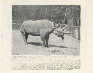 Afrikanisches Nashorn