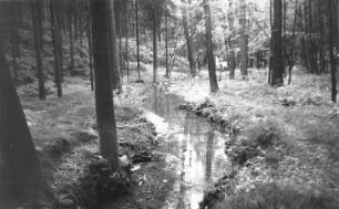 Triebischtal-Munzig. Bergbau, Bächlein im Diebesgrund