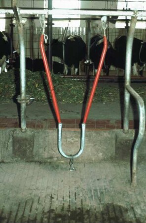 Fotografie: Anbindestall, Milchviehhaltung, Gummimatte, Anbindevorrichtung