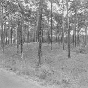 Dünen Sommer bei Klix : Wald bei Klix