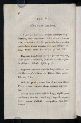48-53, Tab. VI. Hypnum lutescens.