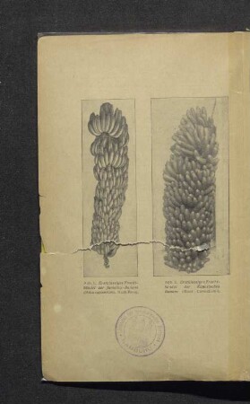Abb. 2. Erstklassiges Fruchtbündel der Kanarischen Banane (Musa Cavendishii).