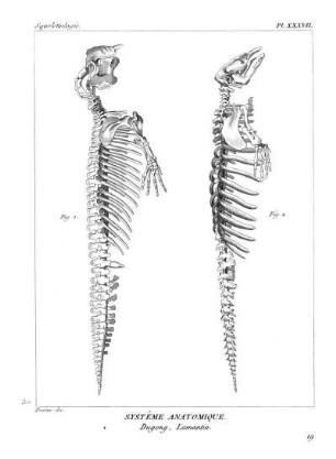 Pl. XXXVII. Systême Anatomique. Dugong, Lamantin.