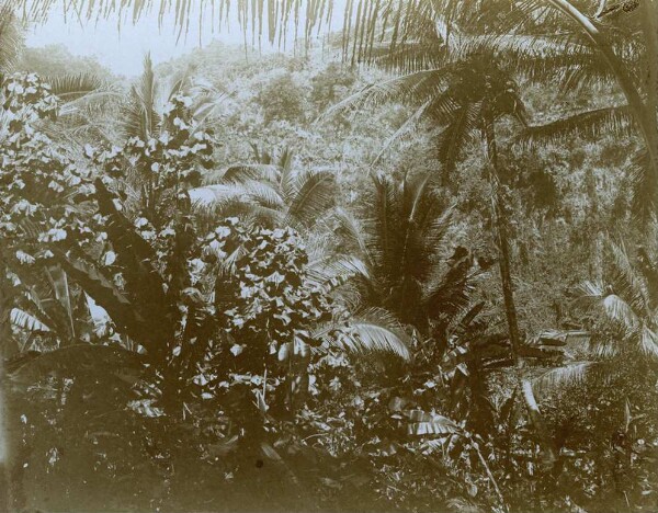 "Tahiti, Puen district"