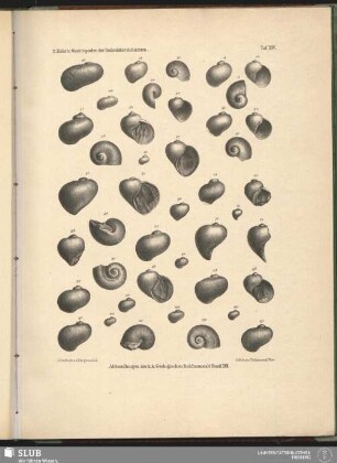 Tafel XIV