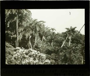 Juania australis