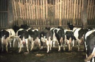 Vorratsfütterung aus Futterraufe